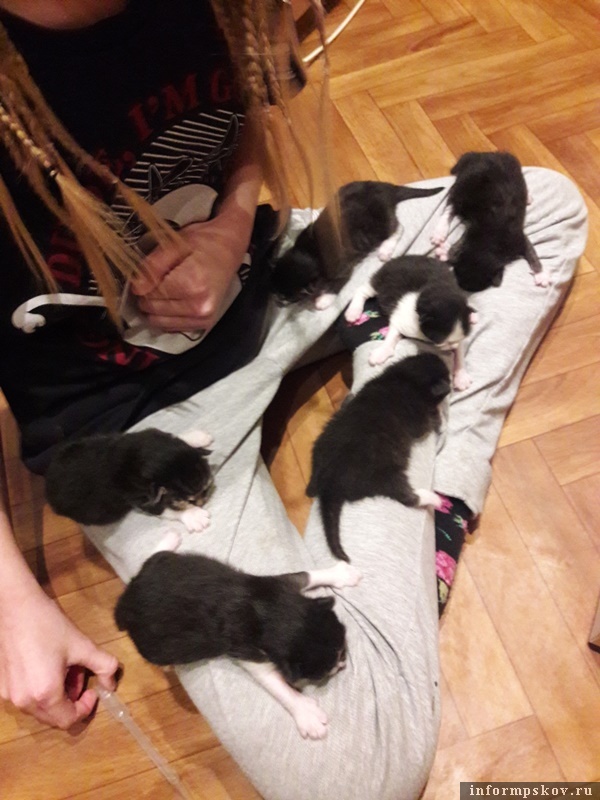 Котята уже полюбили дочку Надежды. Фото: Надежда Дорофеева.