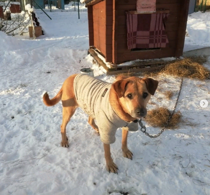 Фото: приют «Лесопилка».