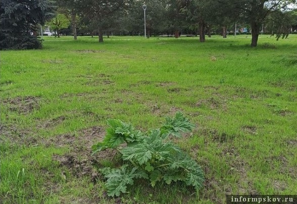 Фото взято из обращения на сайте губернатора Псковской области