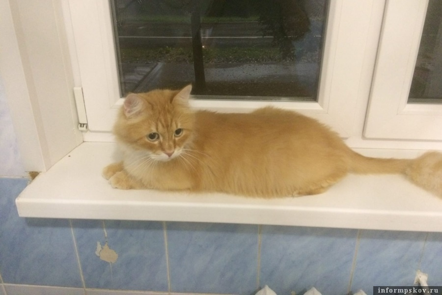 Коту Пушину нужна помощь. Фото из соцсети «ВКонтакте»
