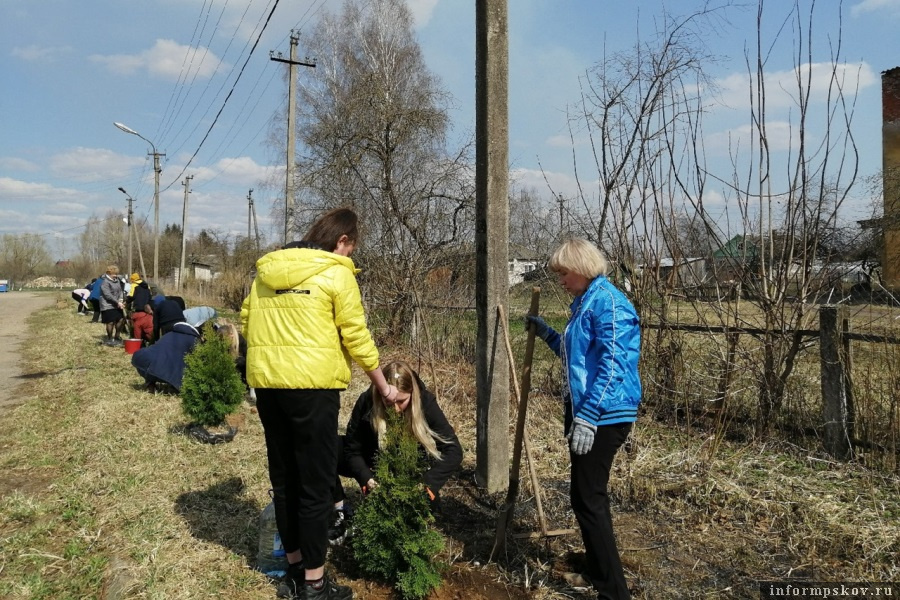 Накануне подготовили лунки, а сегодня высадили молодые деревца. Фото: «Новосокольнический край»