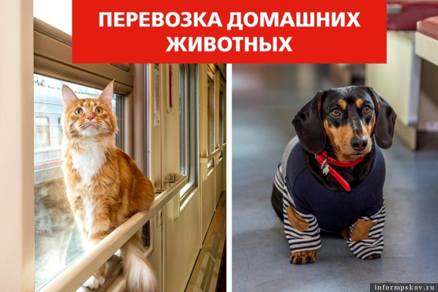 Кроме собак и кошек можно провозить и других животных. Фото Telegram