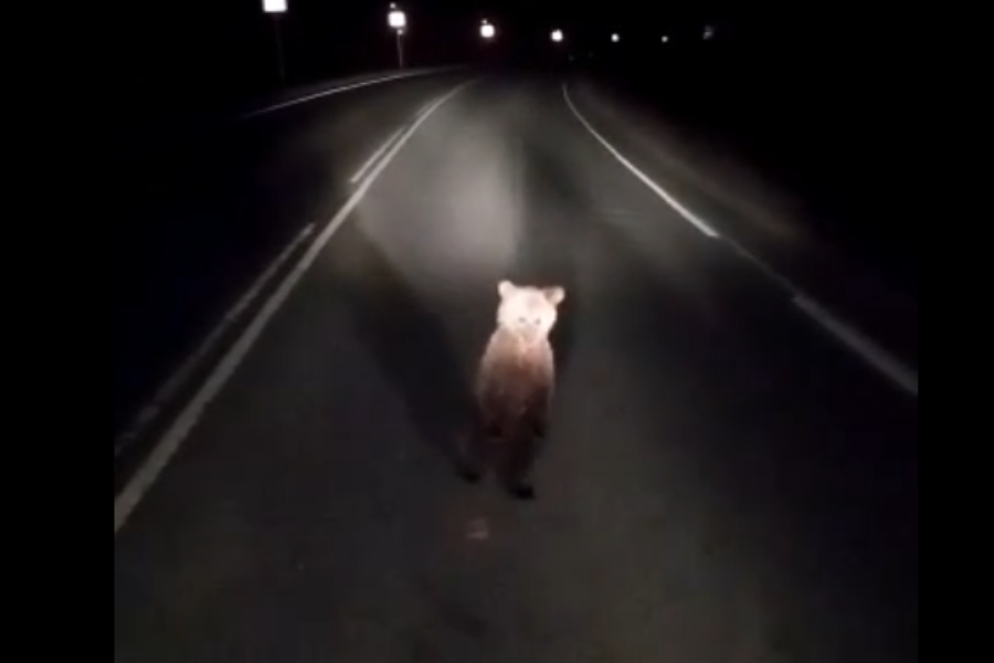 В Порховском районе медики встретились с медвежонком. Фото скрин видео.