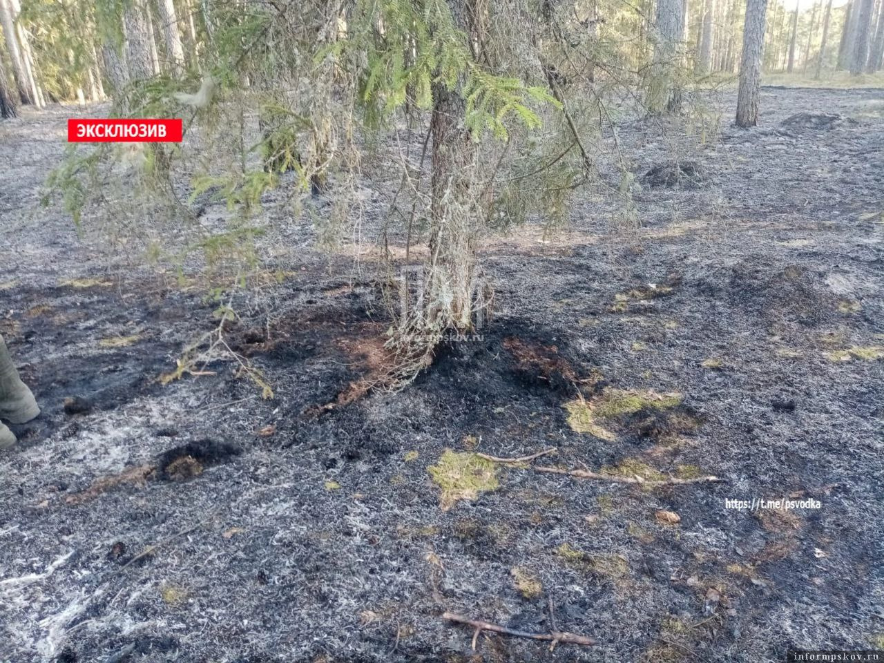 Фото: газета «Струги»