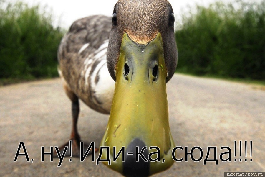 Утка оказалась боевой единицей. Фото Вконтакте