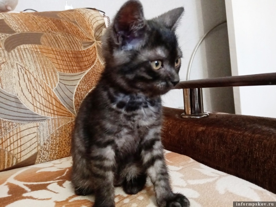 Спасённая кошка Полиция. Фото: «Коммуна» 