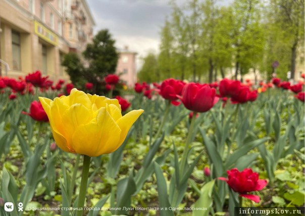 Фото из официальной страницы администрации Великих Лук