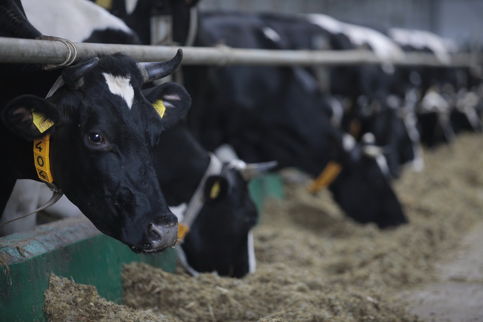 Более 75 килограммов некачественной молочной продукции изъяли из оборота в Псковской области. Фото: ПАИ