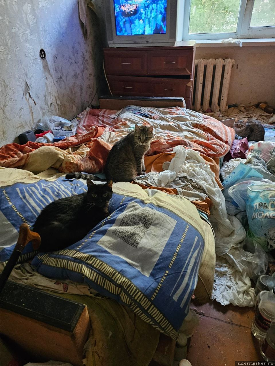 Фото здесь и далее: группа «Котопритон Псков 2025 год» в соцсети «ВКонтакте»