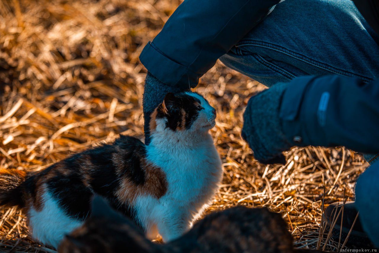 Фото: ПАИ