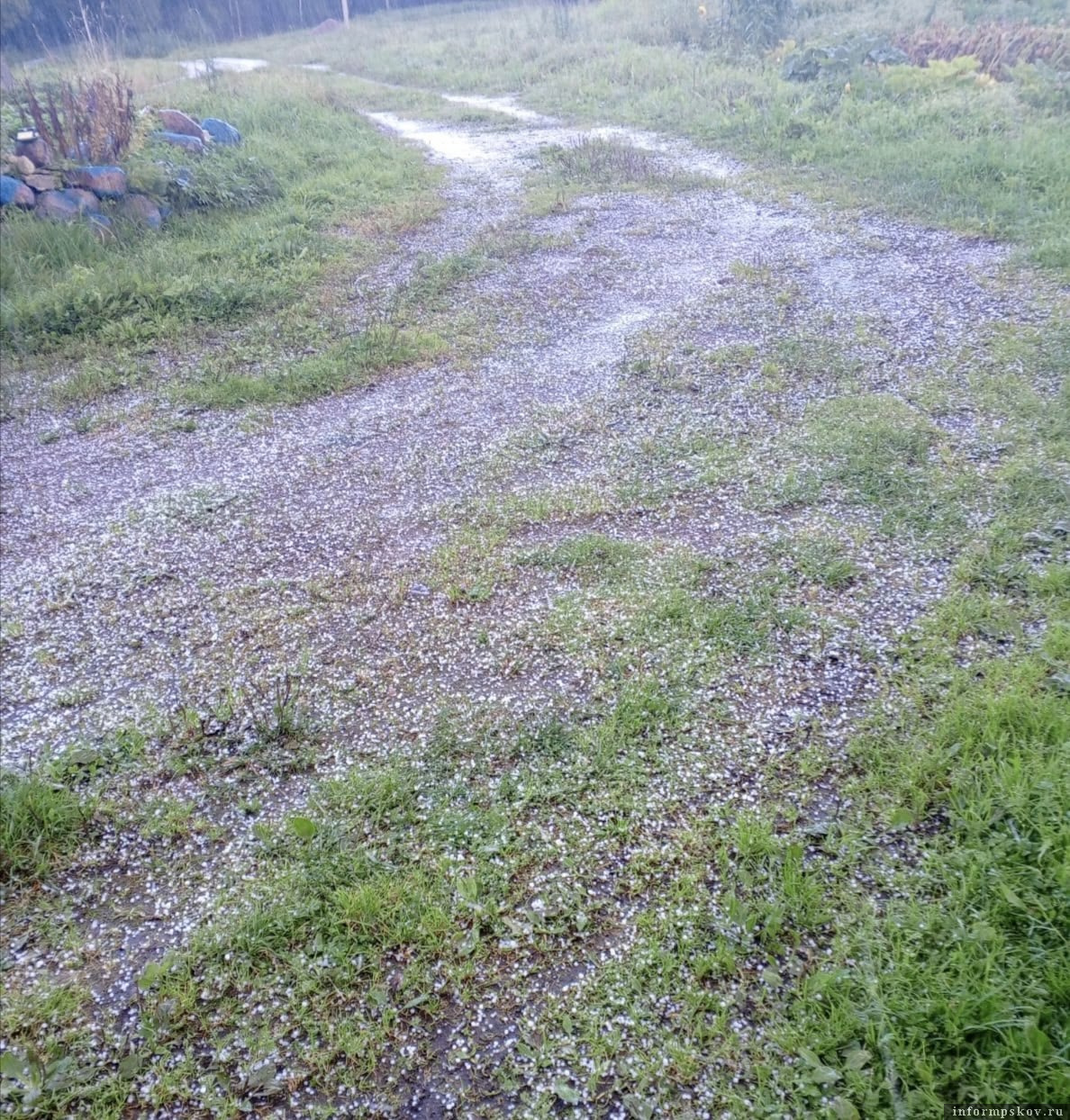 Сентябрьский град в деревне Костелево. Фото: Валентина Дементьева 