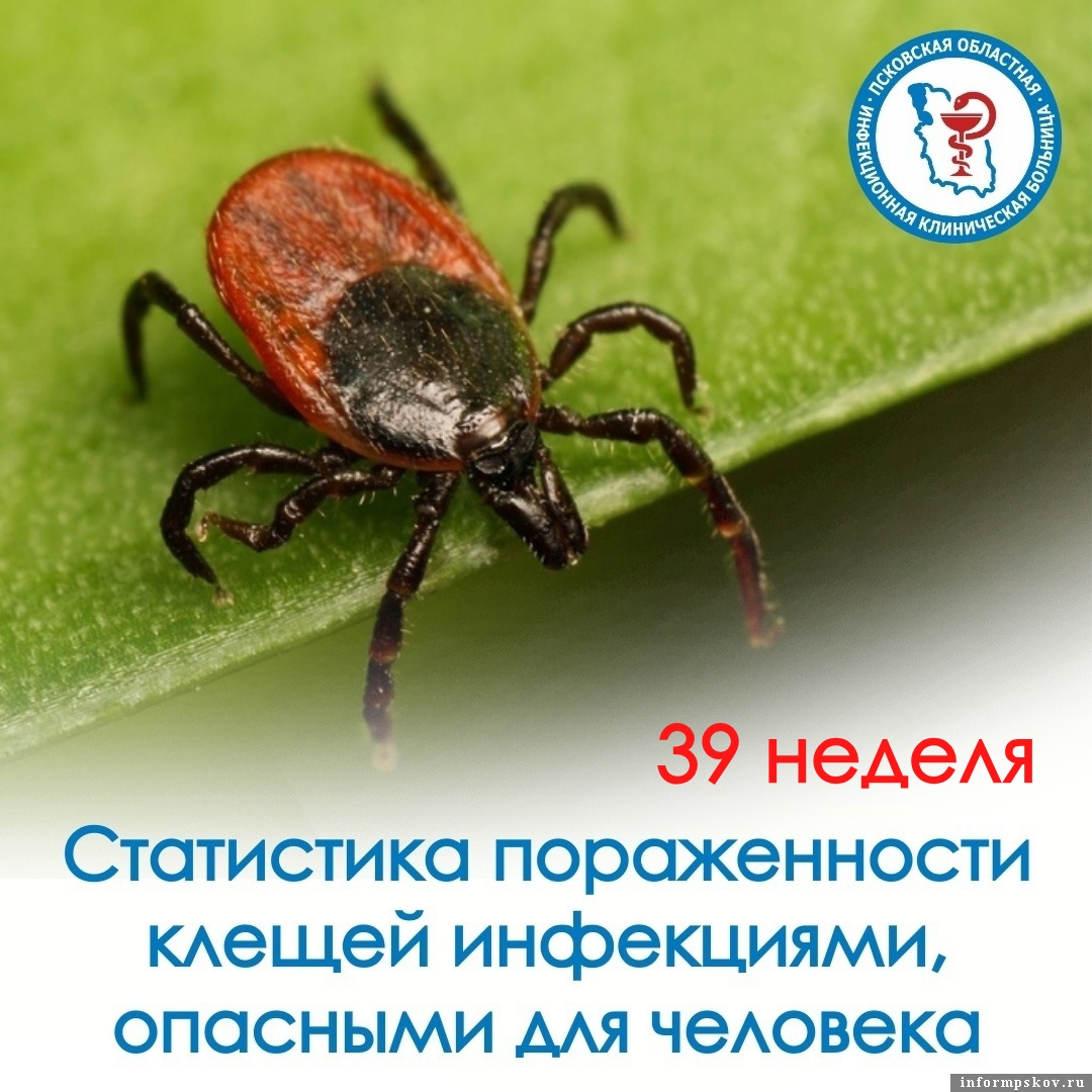 Изображение Псковской областной инфекционной клинической больницы