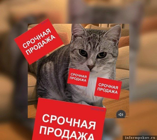 Фото из группы «Потеряшки & Псков» (не являются мошенниками, информация в ней опубликована для ознакомления)