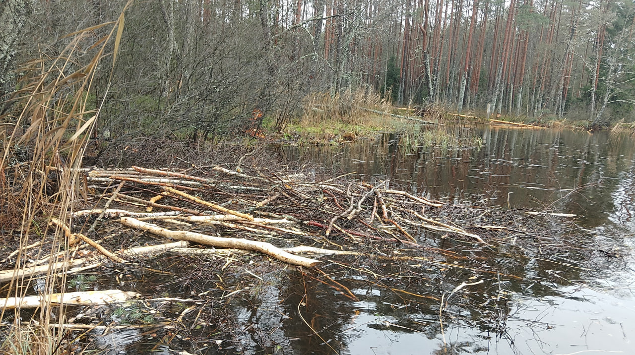 Правильные заготовки кормов на зиму у бобров выглядят так. Одно бобриное семейство заготавливает до 30 кубометров подобного деликатеса