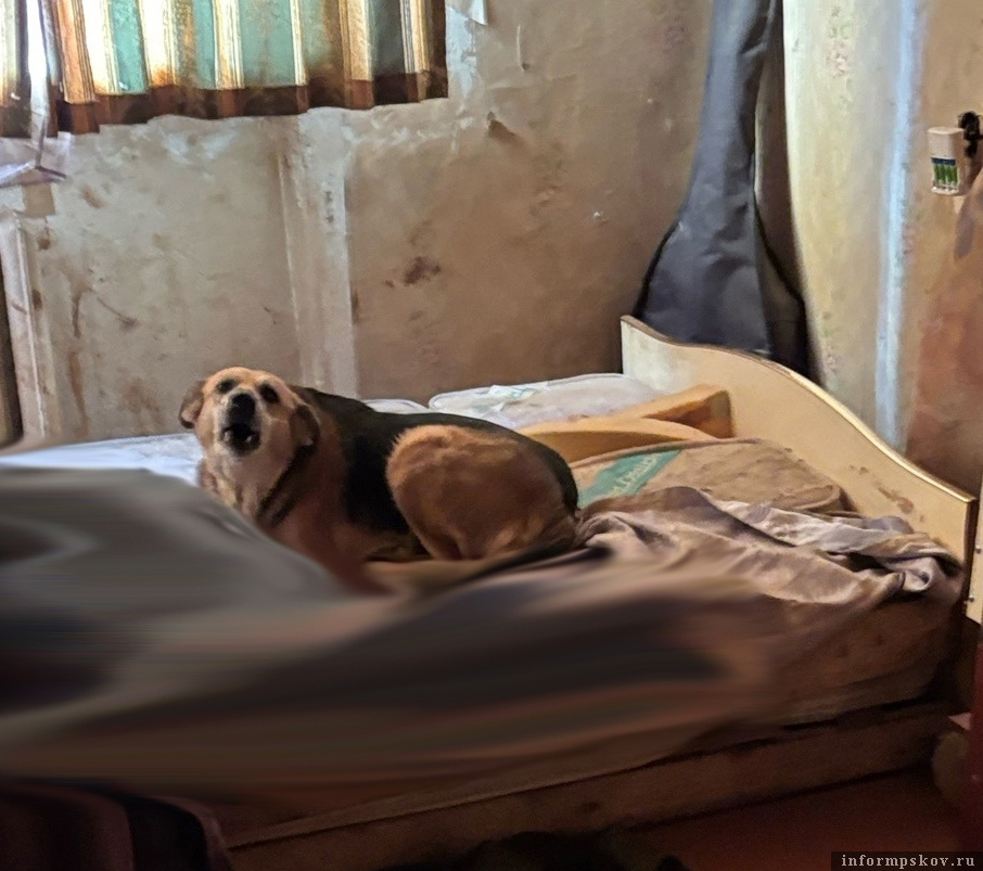 Фото здесь и далее из группы приюта «Шанс» в соцсети «ВКонтакте»