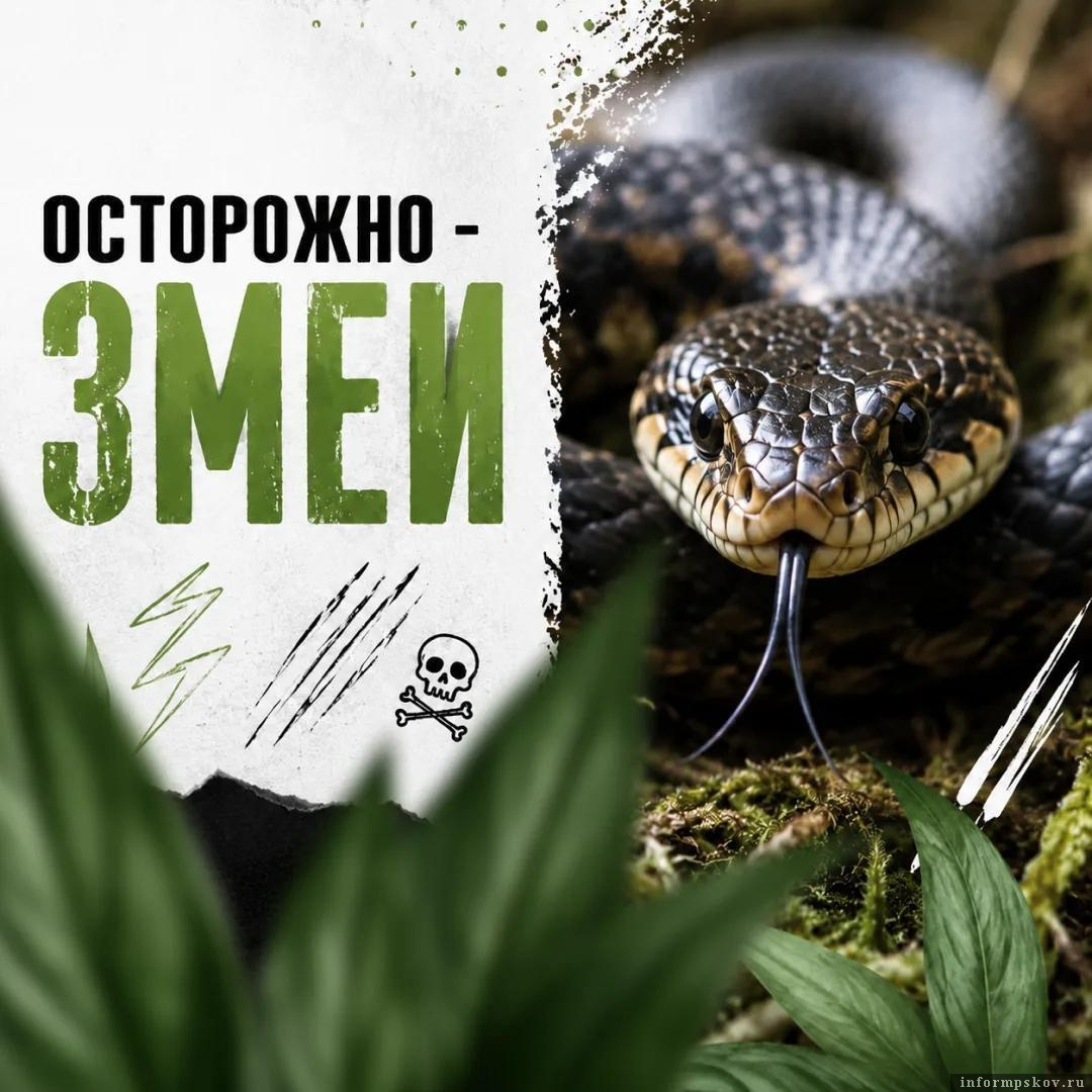 Иллюстрация из группы Псковского лесопитомника в соцсети «ВКонтакте»