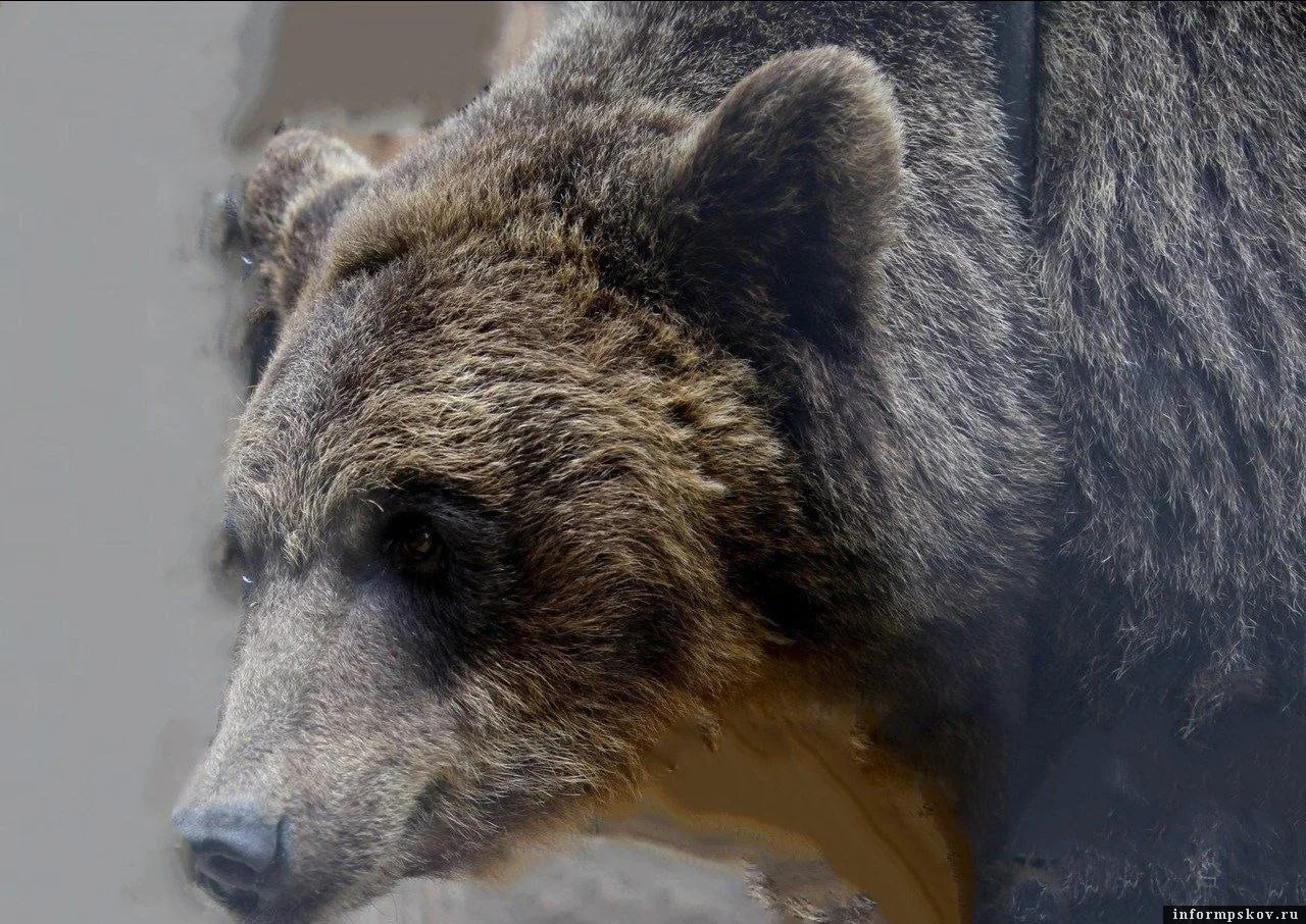 Фото: ПАИ. Изображение носит иллюстративный характер 