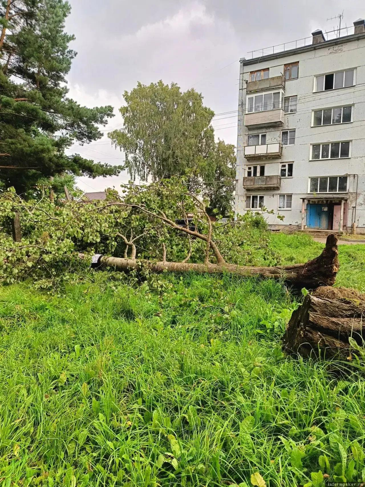 Фото из канала Ольги Потаповой