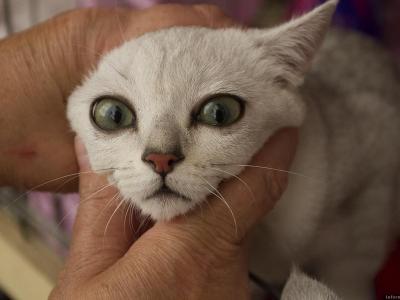 23 августа Выставка кошек. Фото: Дарья Никишина