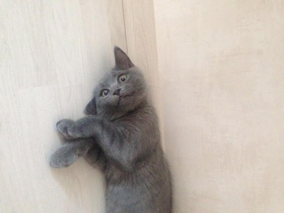 Финалисты конкурса #КотЛета