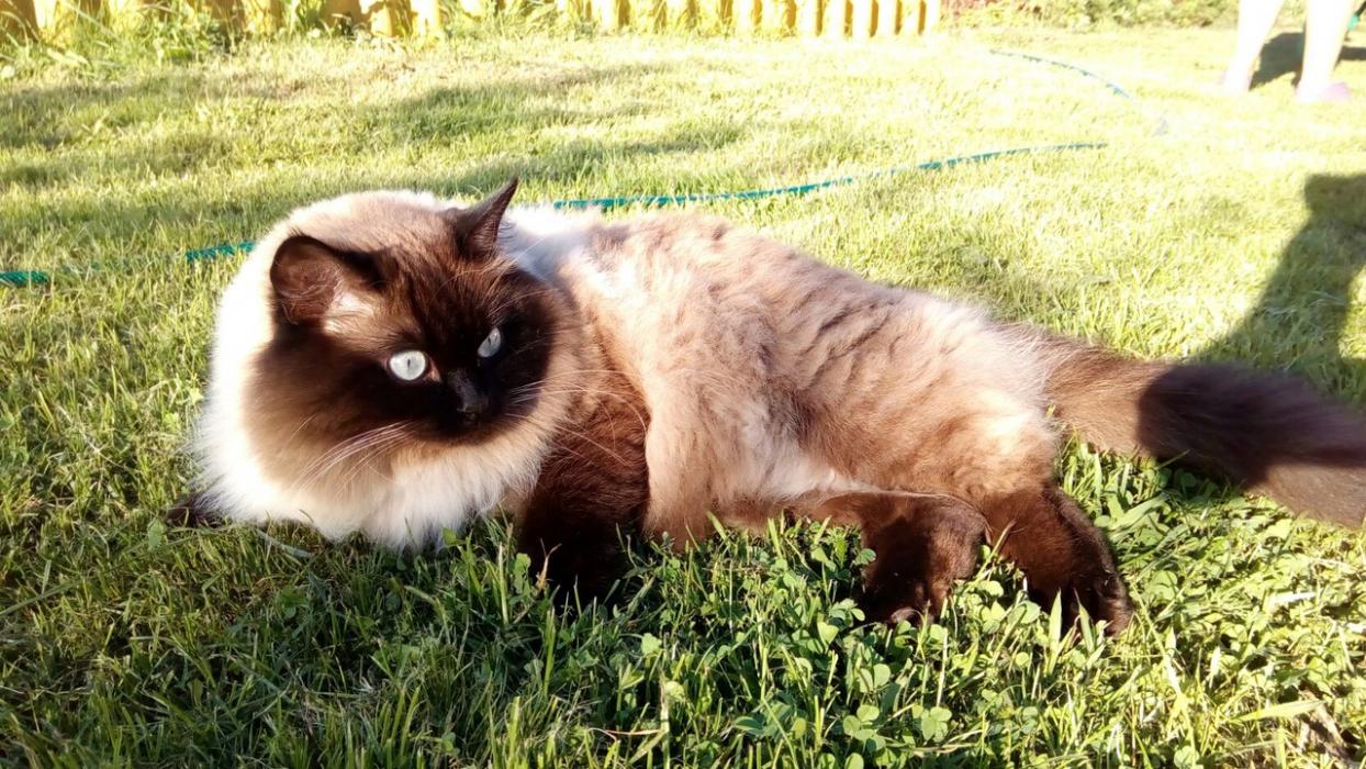 Финалисты конкурса #КотЛета