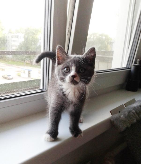 Финалисты конкурса #КотЛета