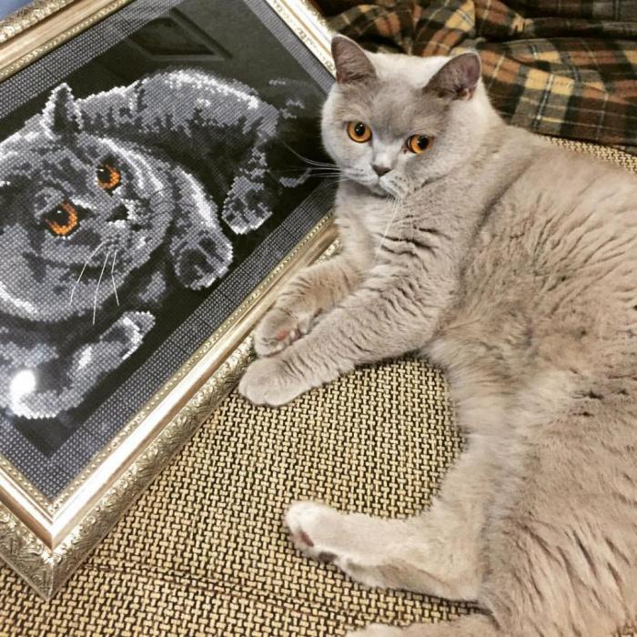 Финалисты конкурса #КотЛета
