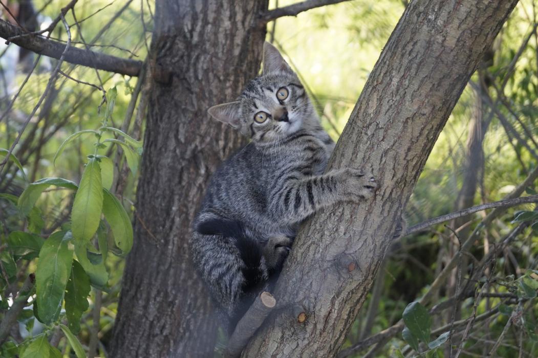 Финалисты конкурса #КотЛета