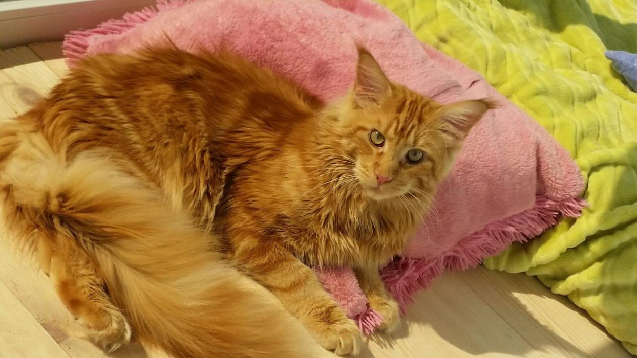 Финалисты конкурса #КотЛета