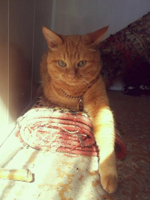 Финалисты конкурса #КотЛета