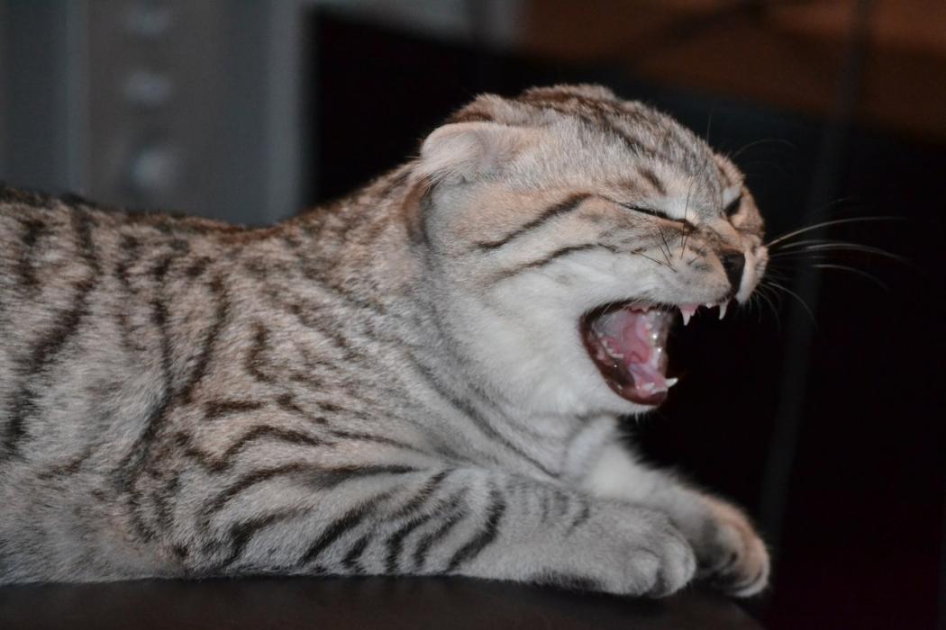 Финалисты конкурса #КотЛета