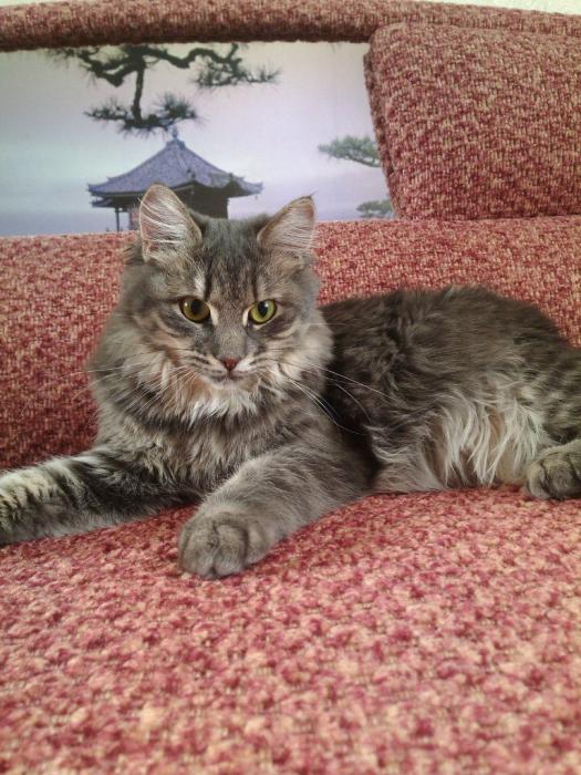 Финалисты конкурса #КотЛета