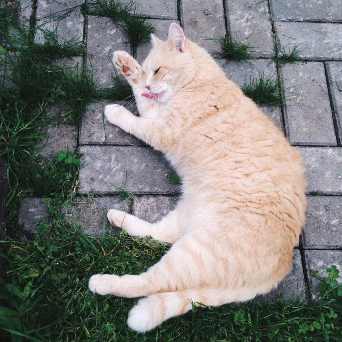 Финалисты конкурса #КотЛета