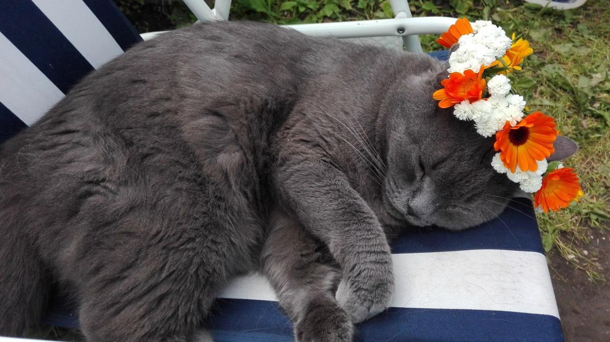 Финалисты конкурса #КотЛета