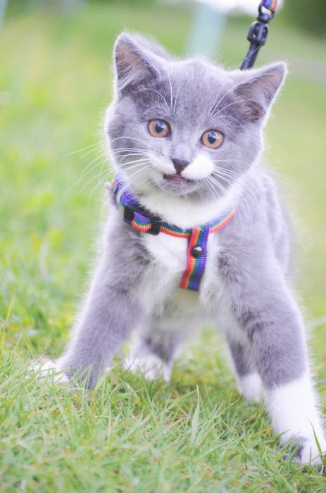 Финалисты конкурса #КотЛета