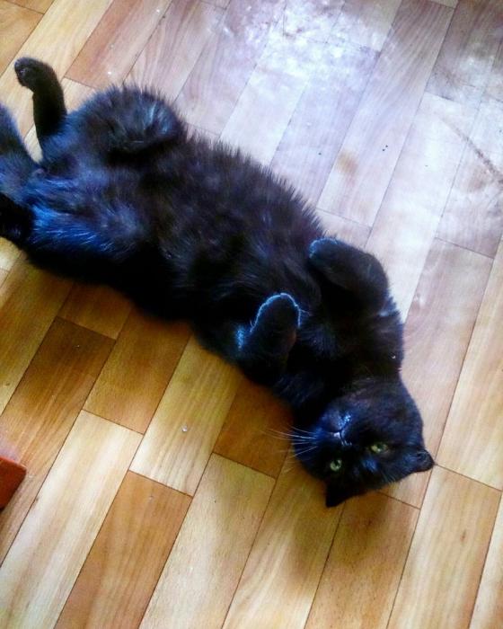Финалисты конкурса #КотЛета