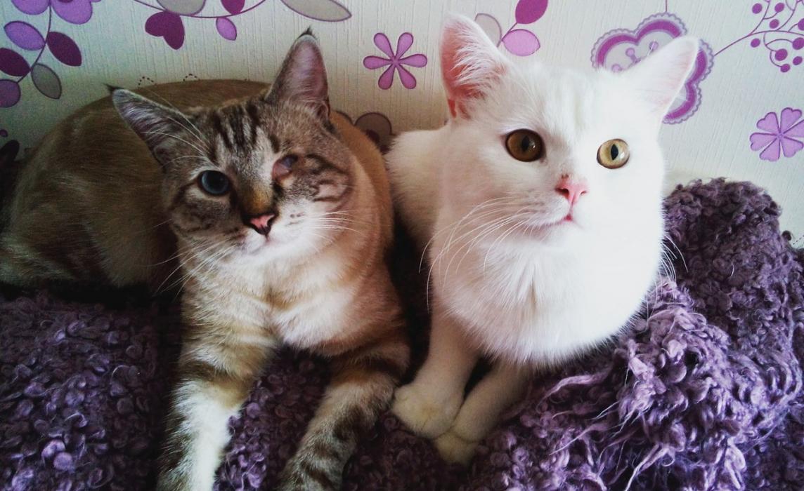 Финалисты конкурса #КотЛета