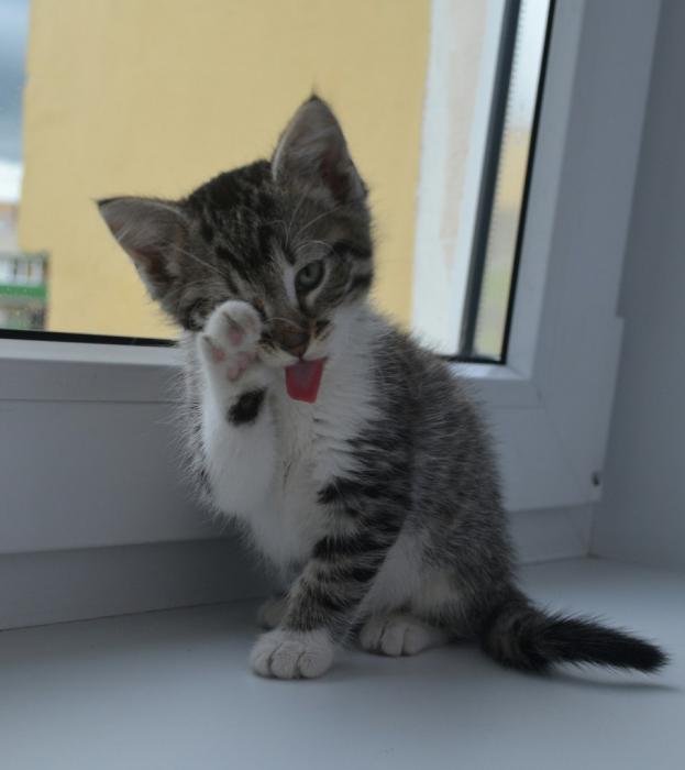 Финалисты конкурса #КотЛета
