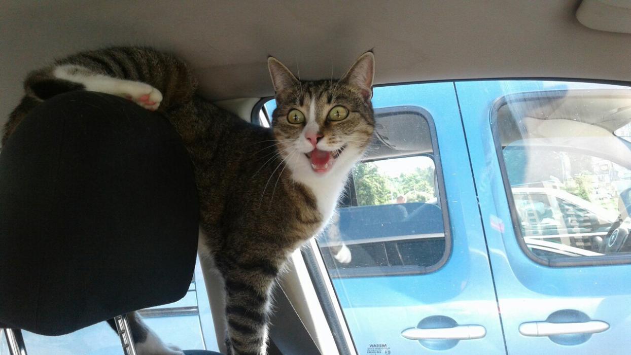 Финалисты конкурса #КотЛета
