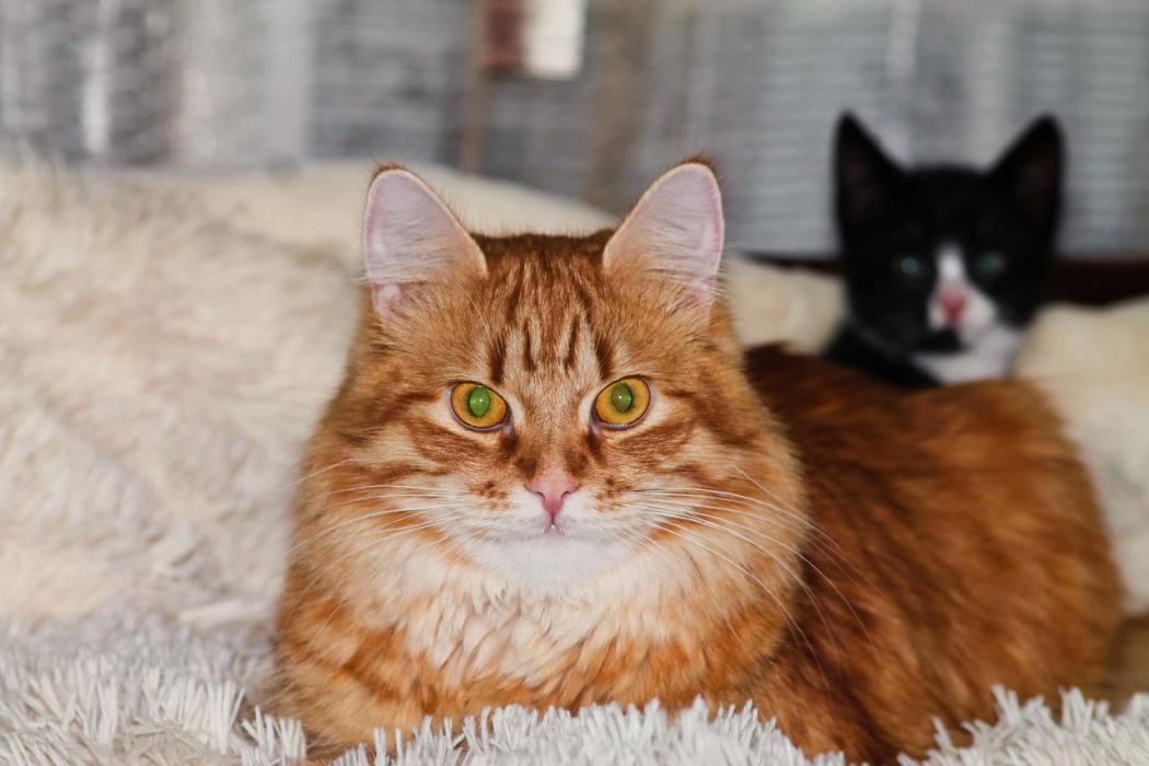 Финалисты конкурса #КотЛета