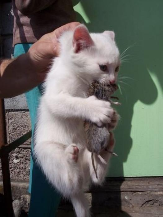Финалисты конкурса #КотЛета