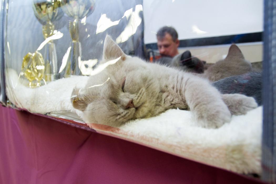 Международная выставка кошек в Пскове 