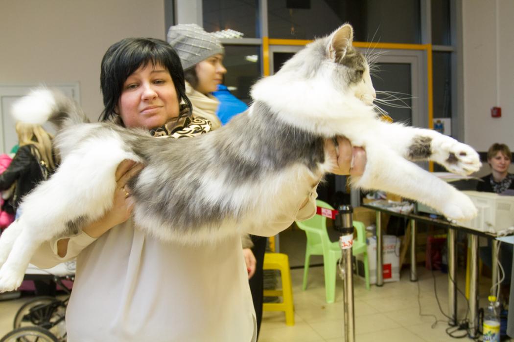 Международная выставка кошек в Пскове 