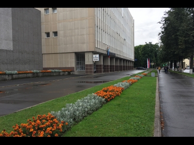 Бархатцы и цинерария у здания 