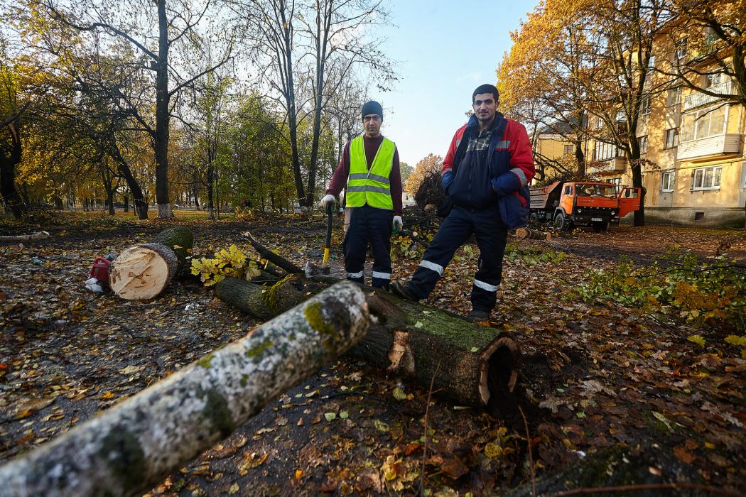 Вырубка деревьев в парке Народовластия