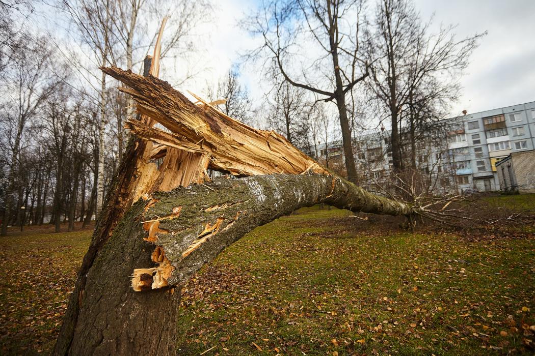 Ураган в Пскове