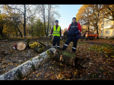 Вырубка деревьев в парке Народовластия. Фото: Дарья Хваткова