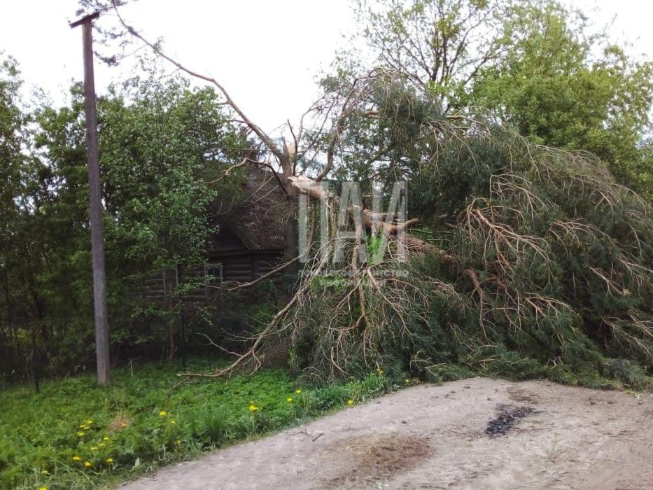 В Порхове устраняют последствия урагана