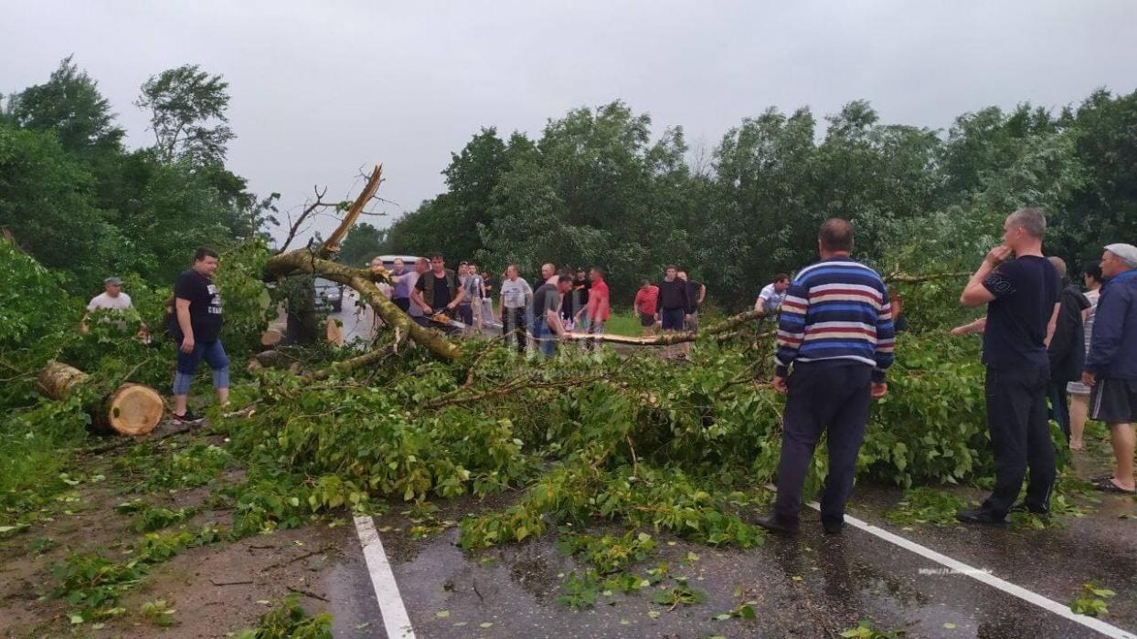 Ураганный ветер поварил деревья в Великолукском районе