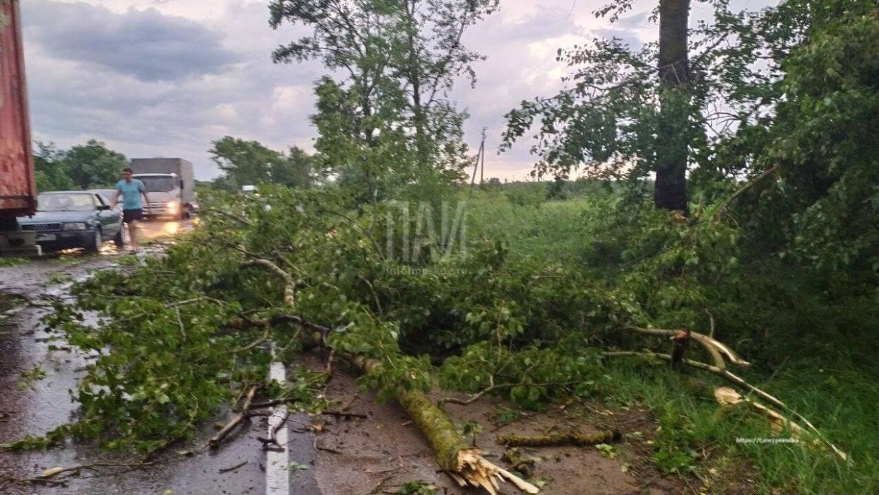 Ураганный ветер поварил деревья в Великолукском районе
